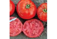 1504 F1 - томат детерминантный, Lark Seeds (Ларк Сидс), США фото, цена